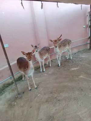 ‏غزلان‏1