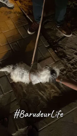 شيتوز للبيع