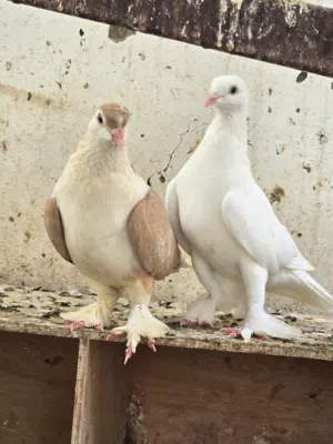 حمام مخلوط للبع كامل