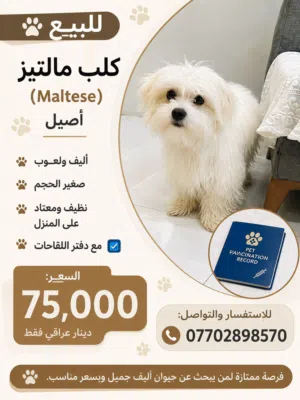 كلب للبيع في ابو الخصيب