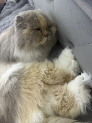 قطة للتبني انثى