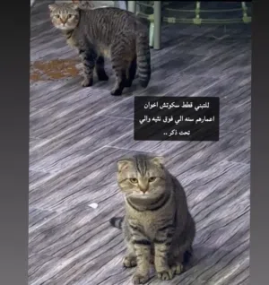 قطط سكوتش للتبني