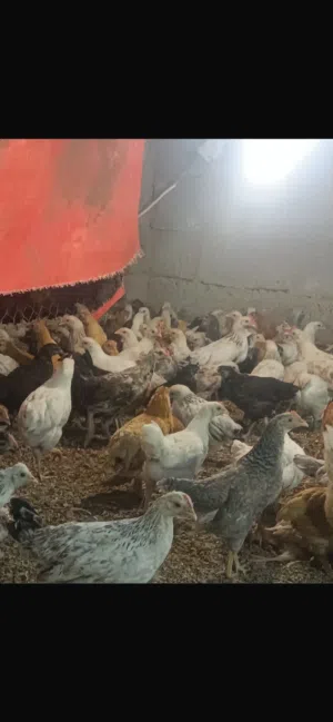 دجاج عماني للبيع بالجمله