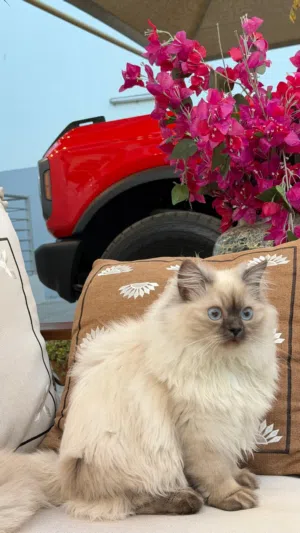 للبيع قط هملايا ذكر مع كامل الأكسسوارات