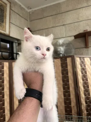 قطة أنجورا للتبني صغيرة