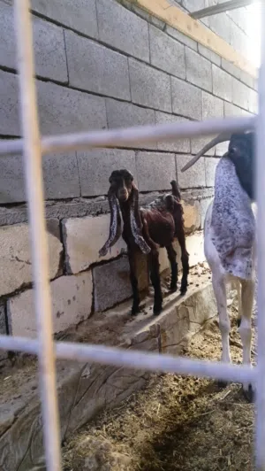 صخول للبيع صخله شاميه وراهه نثيه جان حدرهه 2نثيه وفحل الله شاهد بعت الفحل وضلت النثيه وفحل افغاني