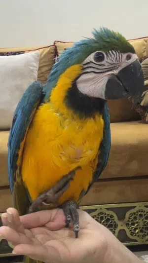 فرخ مكاو بلو اند قولد للبيع