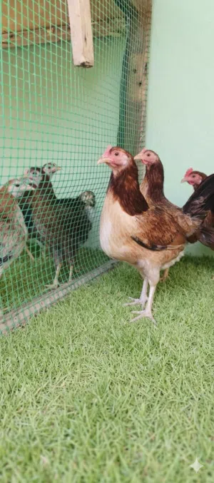 دجاج كويتي خط اول دماء نقية