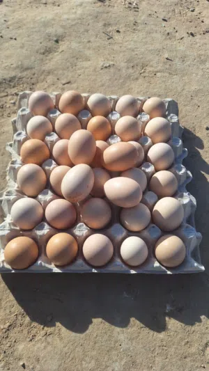 دحي رود تجميع حديث