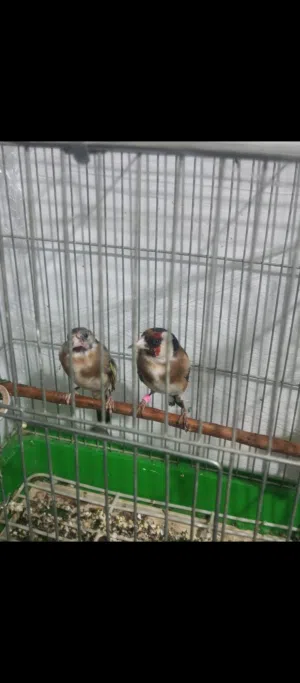 ماشاء الله  جوز حسون