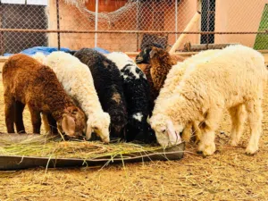 تتوفر ذبائح عمانيه مع توفير خدمة الذبح والسلخ