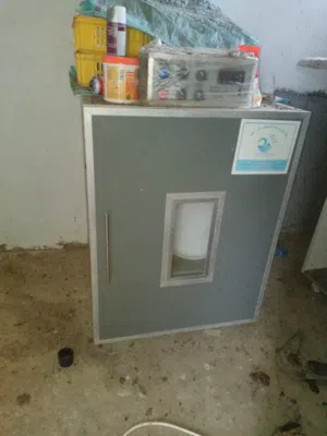 فقاست بيض  أمورها طيبه