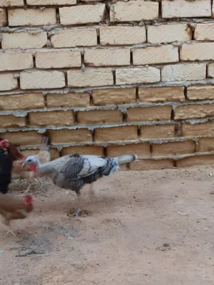 دجاجه ديك رومي للبيع