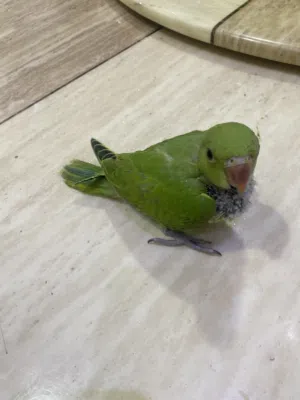 ببغاء الدره الهندي فرخ صاحي من كل العيوب عمره شهرين تقريبا