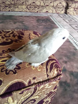 غندورة روز زق