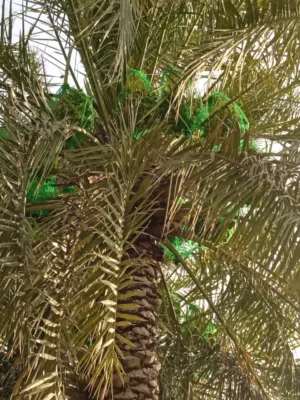 يتوفر جميع انواع الرطب والنخيل