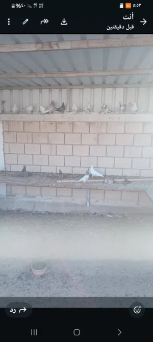 حمام احجام شبب وفيهم فروخ