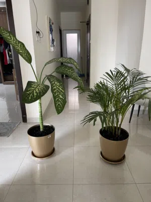 Areca palm and Dieffenbachia