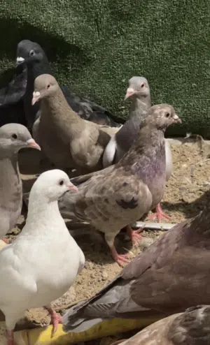 للبيع 23 طير صغار بلعمر سعر مغري بس 10 دنانير
