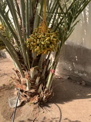 فسائل نغال