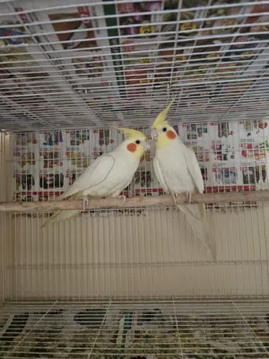 Red Eyes Adult Males