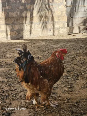 متوفر ديك و دجاجتين سلطان