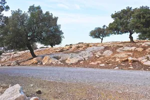 Farm Land for Sale in Amman Badr Jdedeh