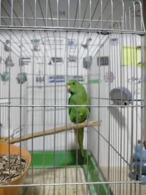 ببغاء دره هندي اليف مع قفص