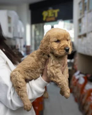 شيتزو...بيكينيز ...جولدن ريتريفر...بلجم .جيرمن شيبرد لونج هير