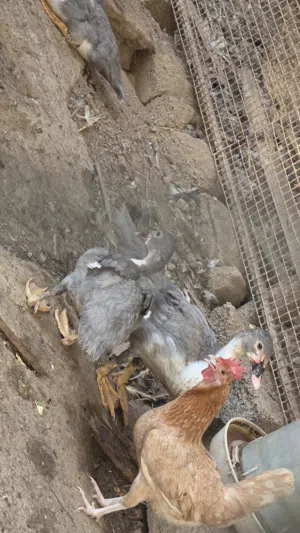 بط لون رمادي جميل