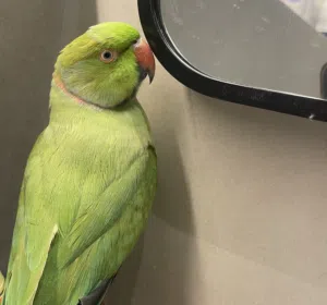 بيع 