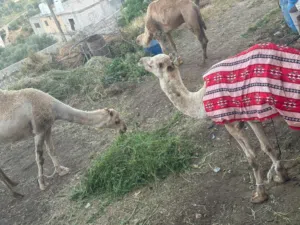 جمال ضحايا