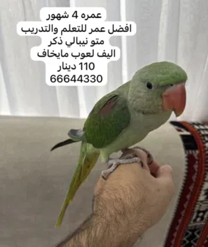 متو نيبالي اليف ذكر عمر 4 شهور