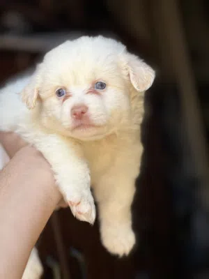 Havanese puppy color eyes