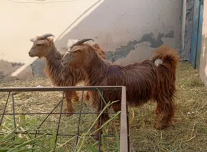 جدايا عمانيات للبيع