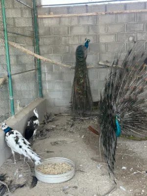 ازواج طاؤوس للبيع الوان مميزه و منتجه وحاضنه للبيض