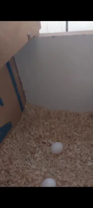 جوز شغالات الذكر وايت فيس وانثى بيضه عين حمره