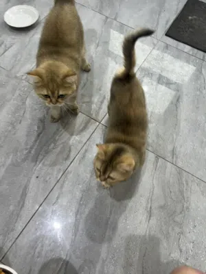 للبيع2:زوج بريتش ذكر و لانثه حامل