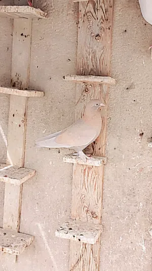 حمام لوت مخاليف مكاليش مشروطات