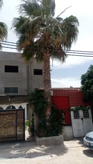 شجر نخيل زينة