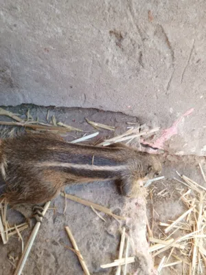 سناحب جيدة للبيع يوجد ادكور والانات