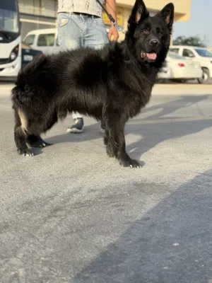 ذكر بلاك جاك مستورد