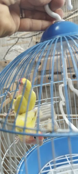 اقفاص او محميه او حضيره لبيع كامل كل ما فيه اقفاص بيضات غرف اقفاص ماكليت مشربيت كل شي