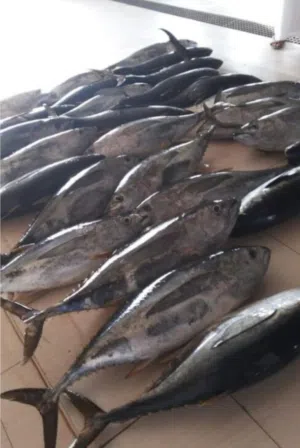 عاجل اريد شريك في مشروع بيع الأسماك