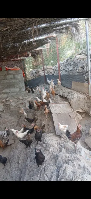 فروخ دجاج قريات