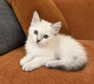 Lynx Point Ragdoll - 8 weeks old