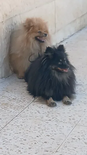 بومرينيال انثى وذكر للبيع