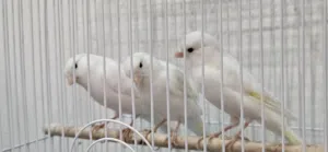 selling canaries bird