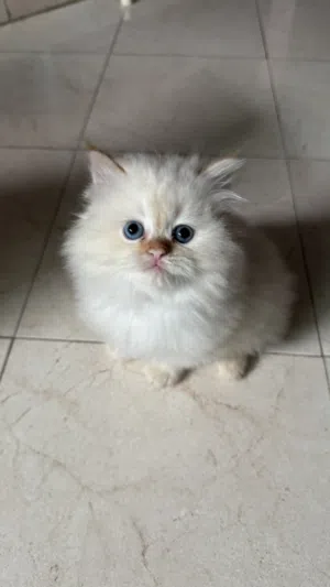 قطط فارسية.    Chatton persan