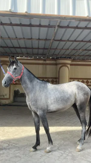 للبيع فرس عربيه أصيله